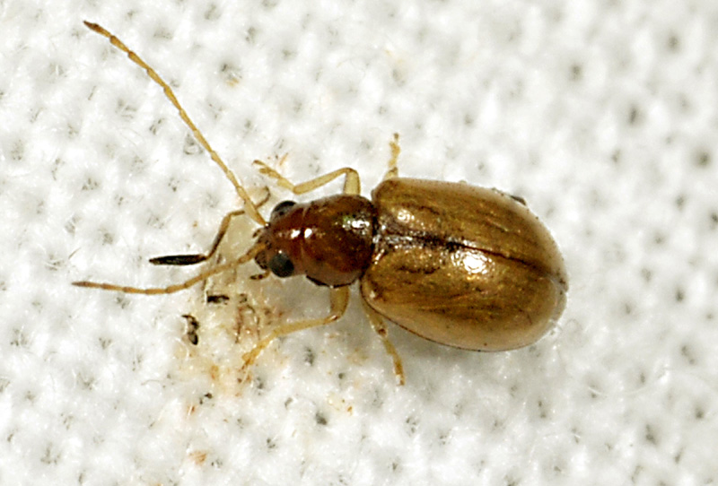 minuscolo coleottero da det.:  Chrysomelidae Halticinae: cfr.  Aphthona  sp.